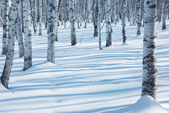 冬季雪地白桦树树干