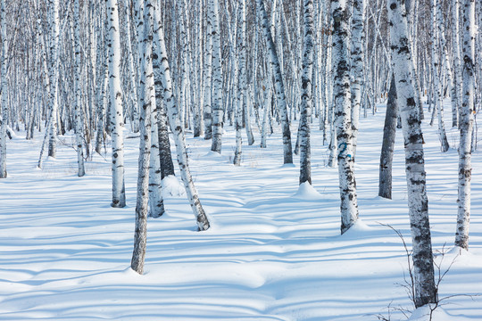 冬季白桦树林积雪