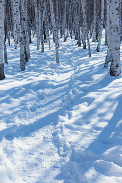 冬季白桦树林