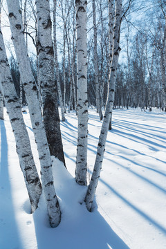冬季雪原白桦树