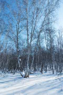 冬季森林雪地