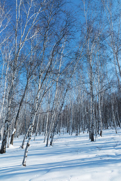冬季森林积雪