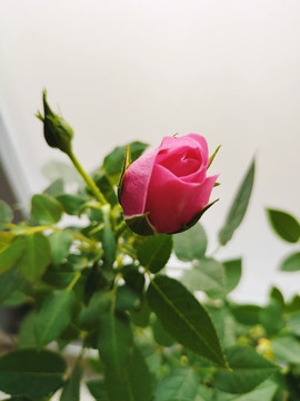 玫瑰月季蔷薇花开富贵