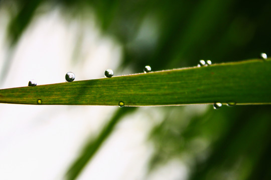 晨露