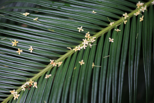 桂花