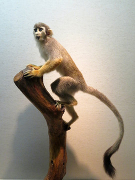 松鼠猴标本