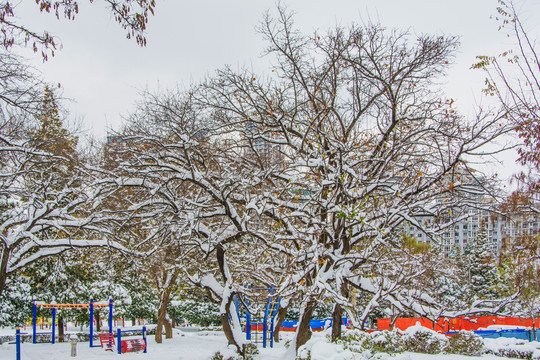几棵树树干树枝雪挂与雪地