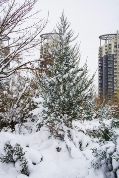 树枝挂着雪的一棵树与高层建筑