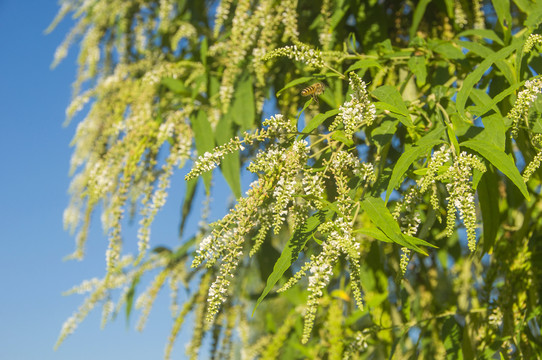 白背枫植物