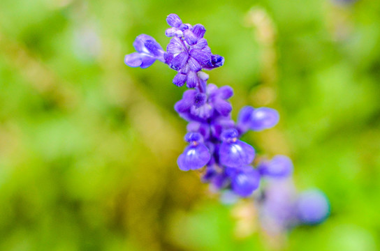 鼠尾草