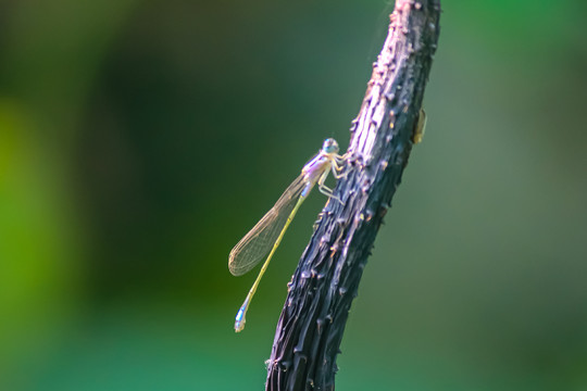 蜻蜓