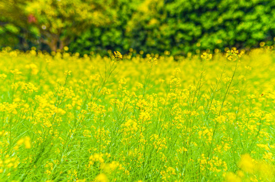 油菜花