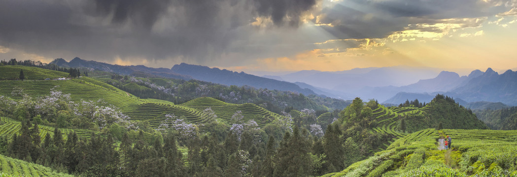 蜿蜒茶山彩云山脉茶山风光