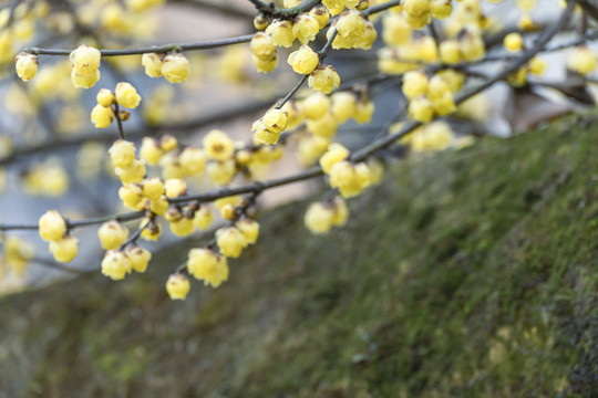 梅花盛开