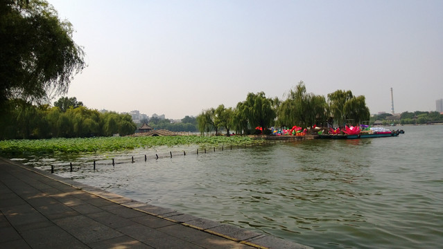 荷花湖泊风景图片