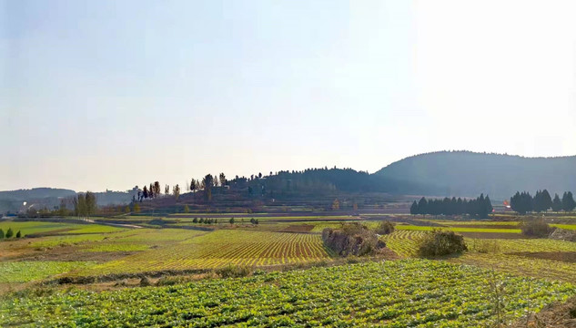 去田野看山