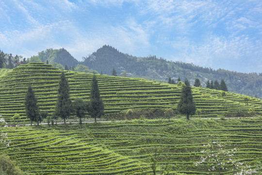 宜宾珙县鹿鸣茶山自然景观