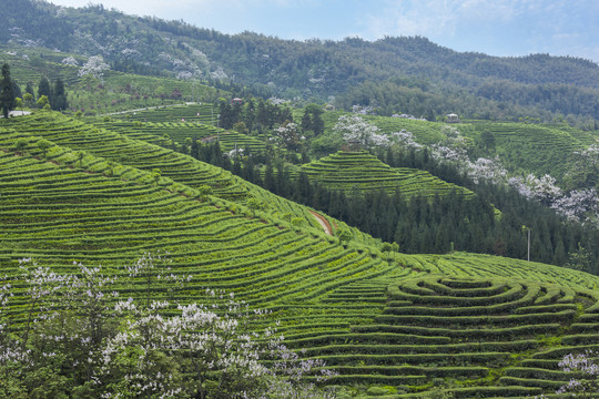 宜宾珙县鹿鸣茶山自然景观