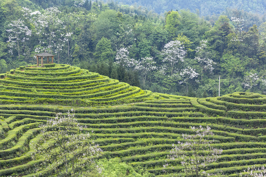 宜宾珙县鹿鸣茶山自然景观