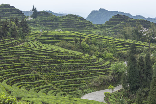 宜宾珙县鹿鸣茶山自然景观