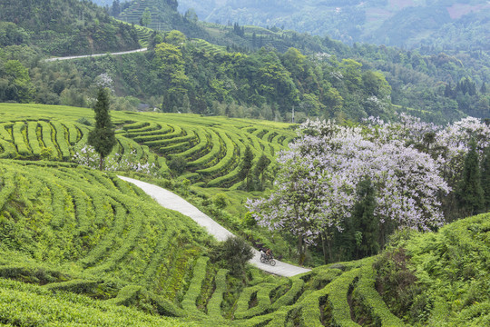 蜿蜒茶山自然景观