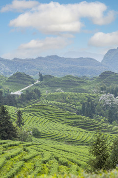 蓝天白云蜿蜒茶山