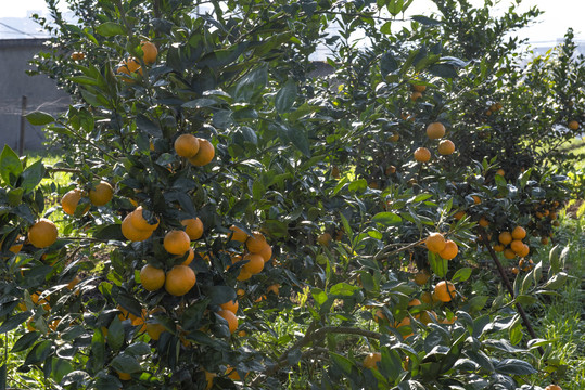 黄果柑成熟挂满枝头