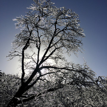 黄山冬景树冰挂