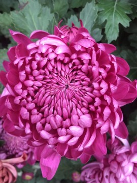紫菊花