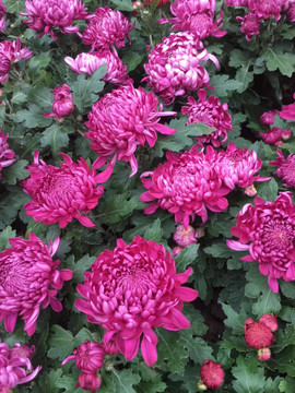 菊花