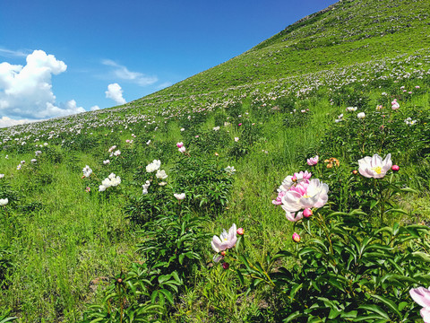 芍药花药材