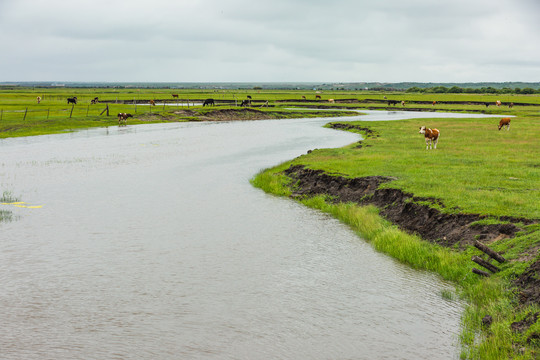 草原河流牛群夏季
