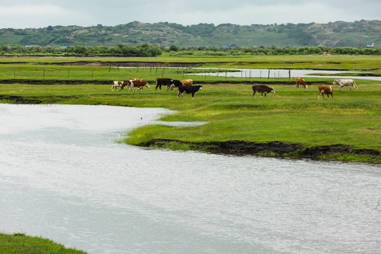 夏季草原牧场牛群河流