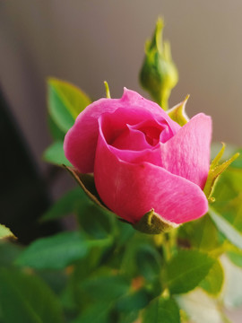 月季玫瑰蔷薇花卉