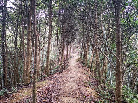 茂林小路