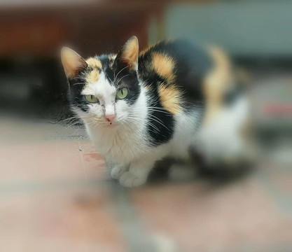 小猫