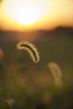 夕阳下的狗尾巴草