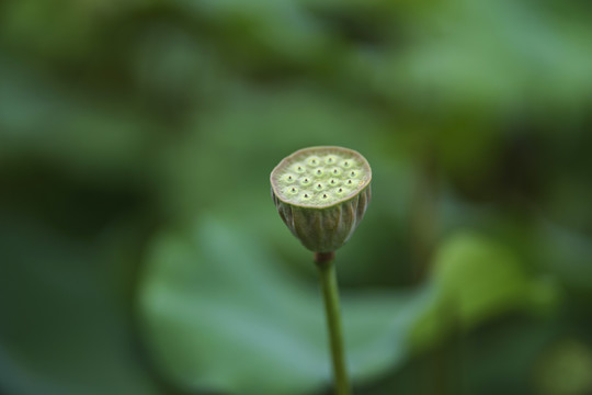 荷花莲蓬