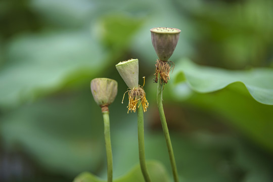 荷花莲蓬