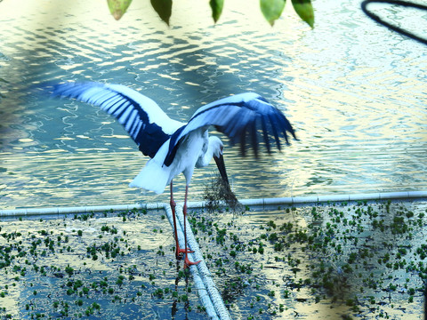 鄱阳湖候鸟