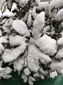 绿植与白雪