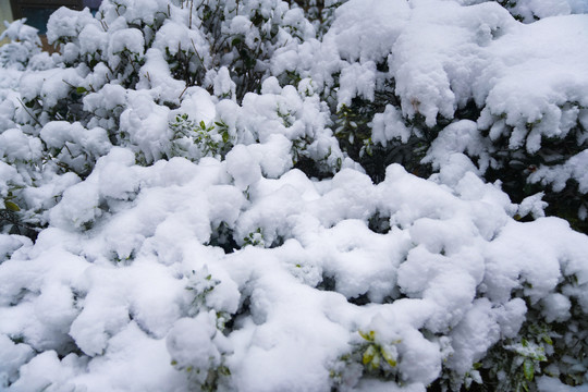 被大雪覆盖的植物