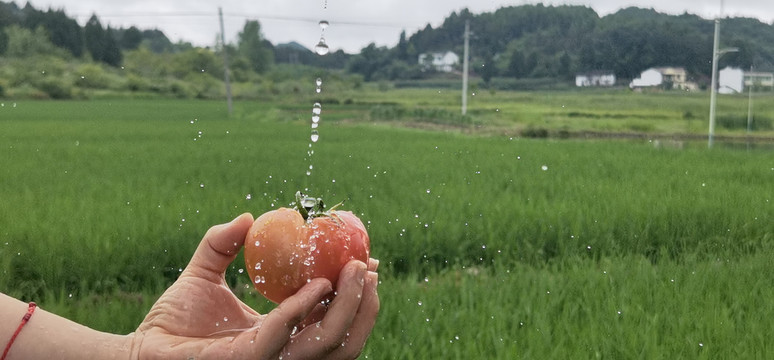 水滴与苹果