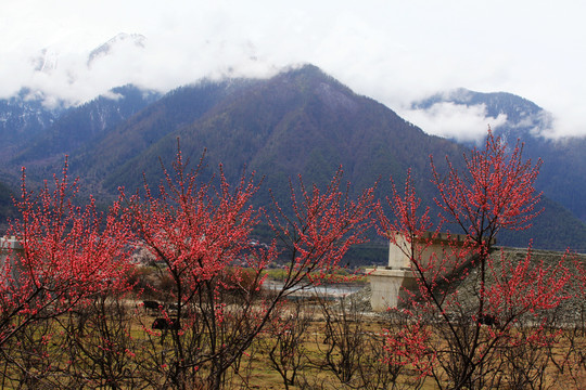 山花