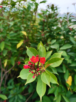 小花
