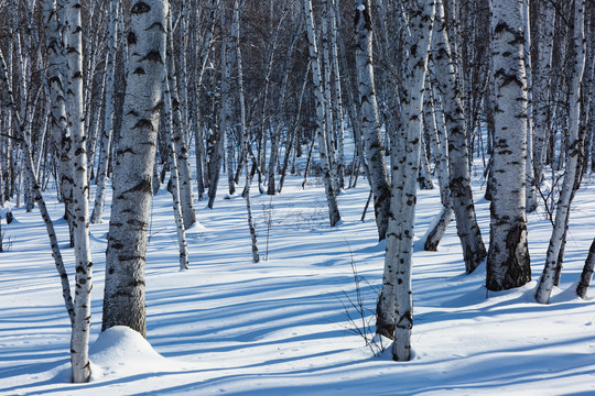 冬季雪原白桦林