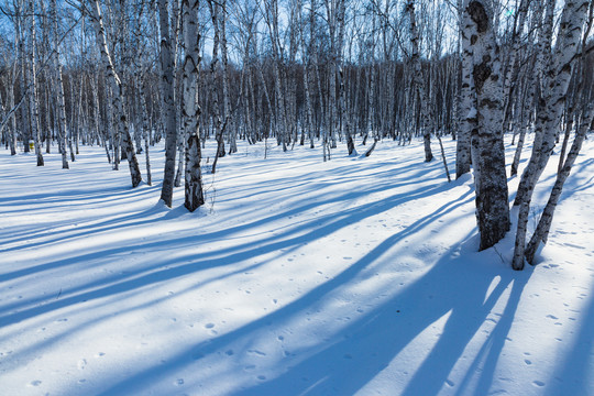 雪地白桦树光影