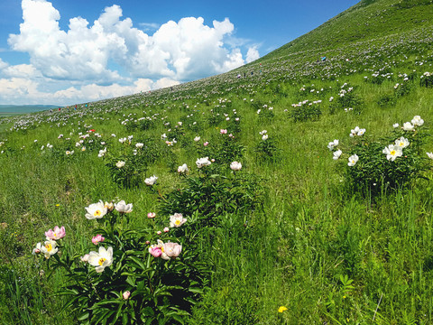 山坡芍药花