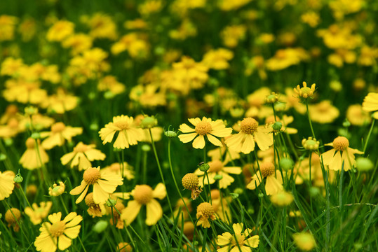 金鸡菊