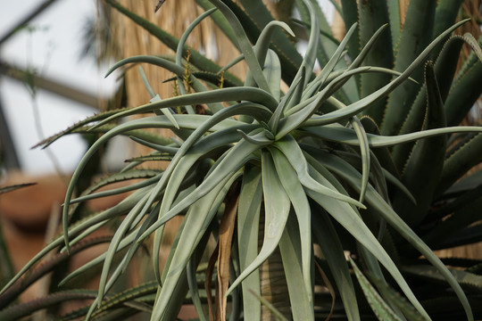 热带沙漠植物